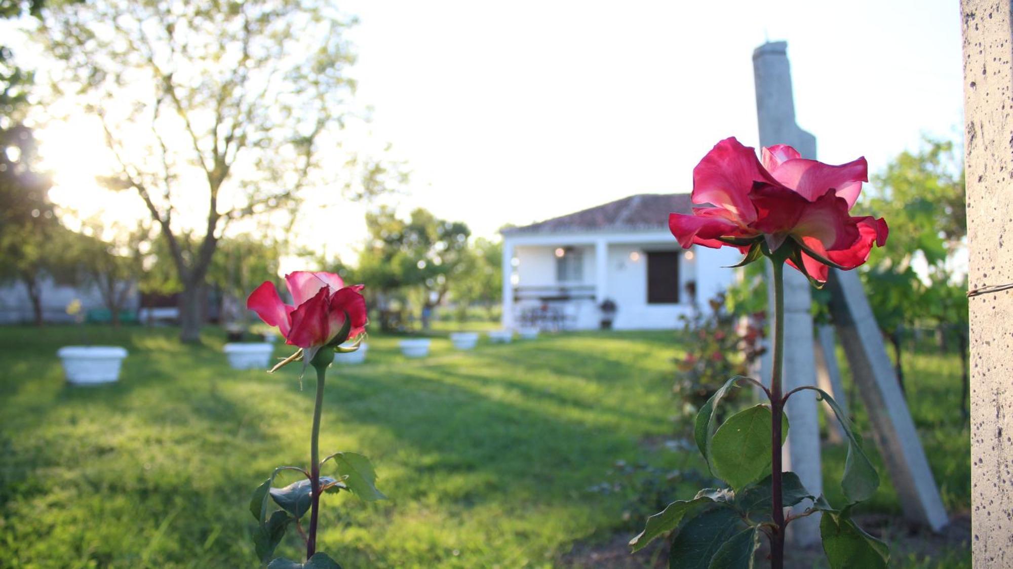 "Per Mik" Cottage In Vineyard Shkodër Dış mekan fotoğraf